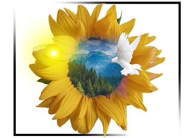 Sun Flower