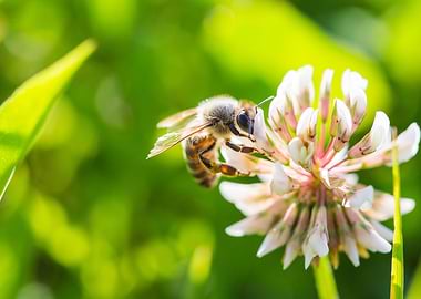 White Clover Flower