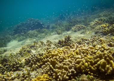 Coral Reefs and Fishes