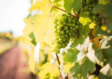 White Grapes