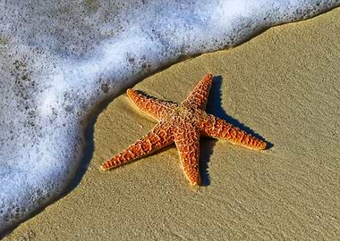 True Color Starfish