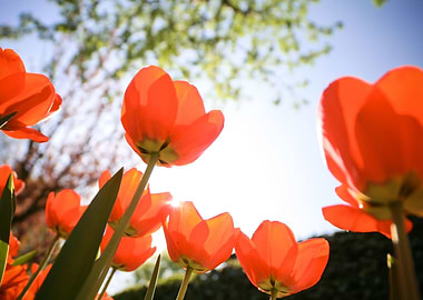 Tulips from below