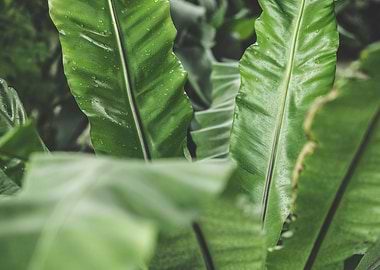Tropical Plant Leaves