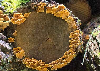 Impressionist style wood