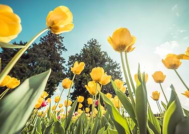 Yellow Tulips