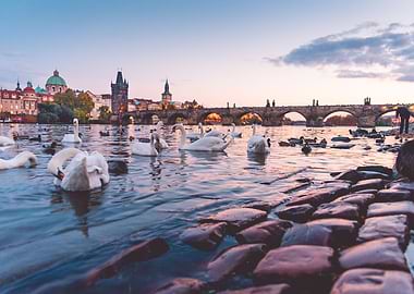 Swans and Charles Bridge