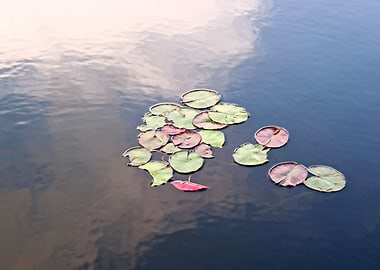 Water Lily Leaves