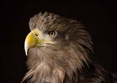 Sea Eagle Portrait