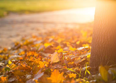 Fall Autumn Leaves on the