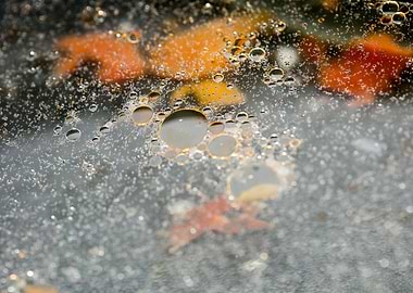 Oil bubbles on water macro