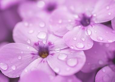 Raindrops on Violet Flower