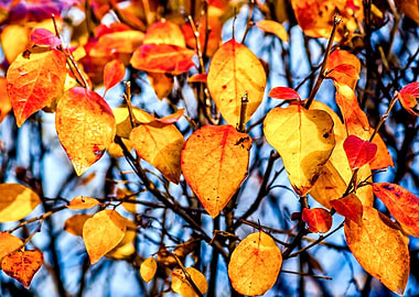 Cotoneaster Yellow Leaves