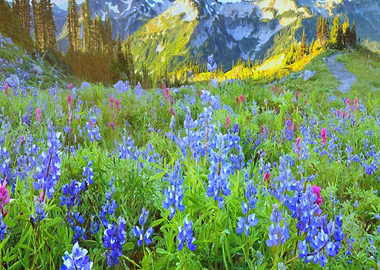 Mountain flowers
