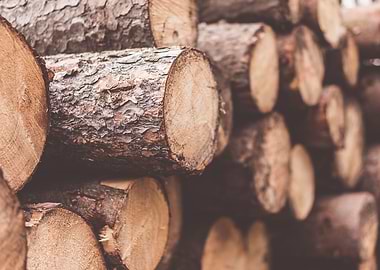 Stack of Felled Trees