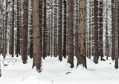 Winter Forest