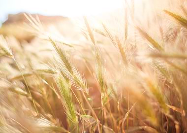 Wheat Field in Sun Close U