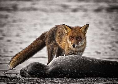 Happy Fox found a Seal