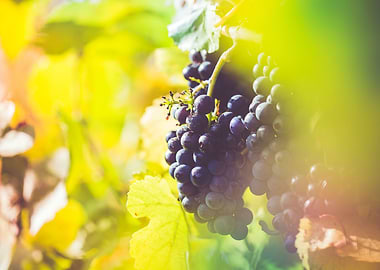 Ripe Wine Grapes