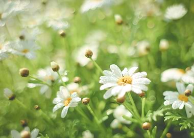 Summer Daisy Field
