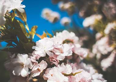 Garden From Fairytales