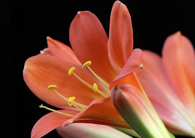 Clivia Orange Flowers