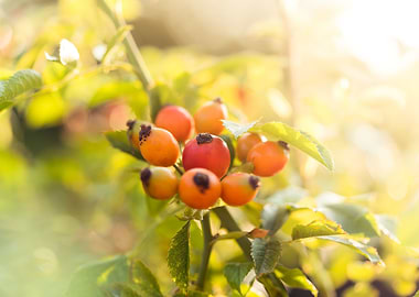 Rose Hips Pometum