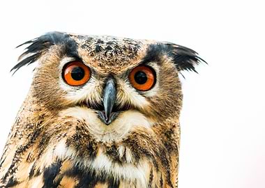 Bubo Owl