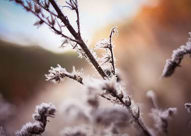 Morning Hoarfrost