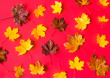 Autumn Leaves on Flat Red