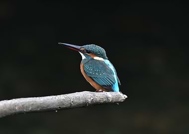 Little Kingfisher