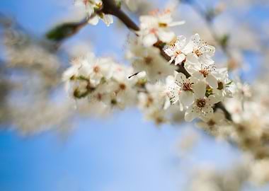 Flowering Apple Tree