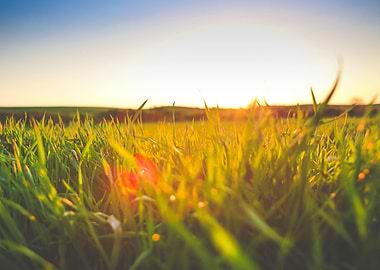 Sunset in Grass