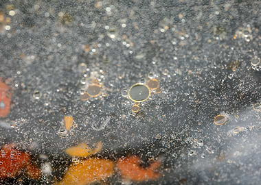 Oil bubbles on water macro