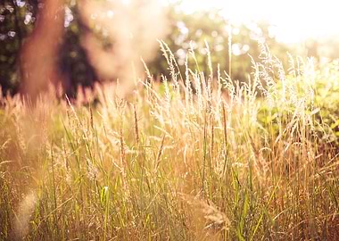 High Grass Against Sun