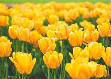 Meadow of Blooming Yellow
