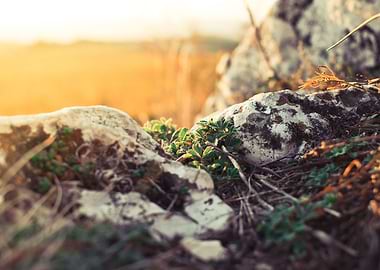 Plants and Rocks