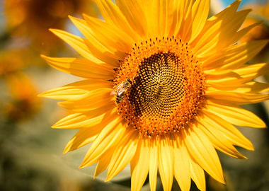 Sunflower with a Bee