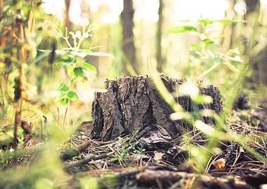 Stump in Forest