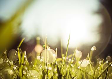 Morning Dew Grass