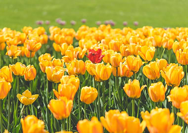 One Red Tulip Flower