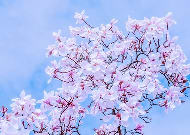 Magnolia Blossom Tree