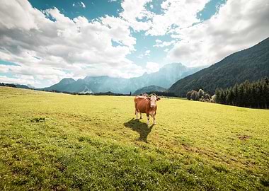 Cow in Large Pasture