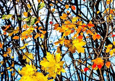Cotoneaster Maple Leaves