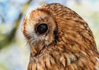 Hulotte Tawny Owl