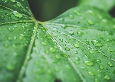 Raindrops on Green Leaf