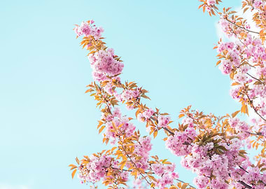 Spring Cherry Tree Blossom