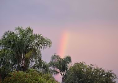 Rainbow and Palm Trees