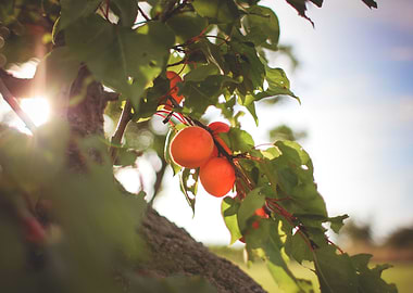 Fresh Apricots On The Tree