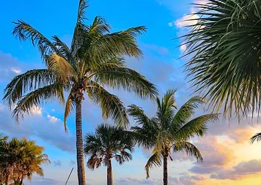 Palm Trees at Sunset