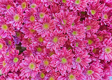colorful daisy in bloom